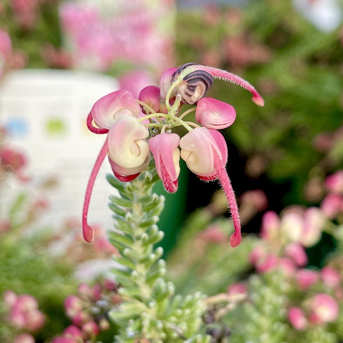 Grevillea Little Drummer Boy (Grevillea lanigera) - Ladybird Nursery