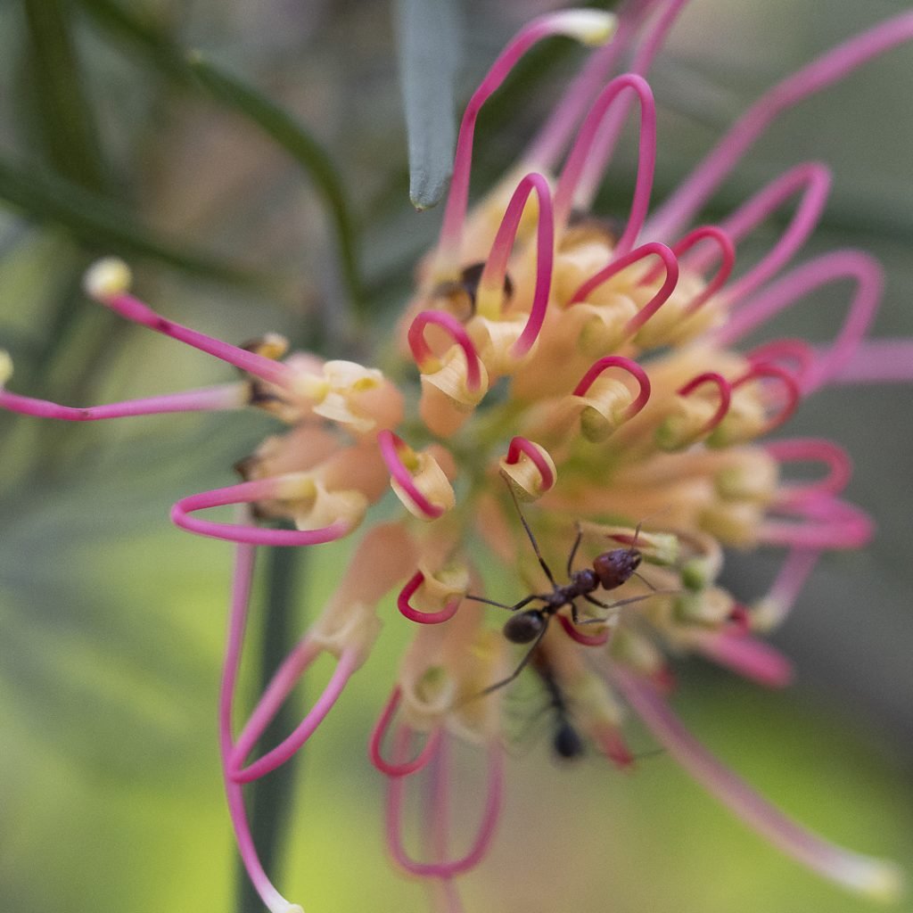 Grevillea Flora Mason - Ladybird Nursery