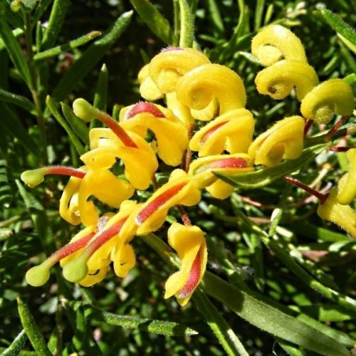 Grevillea Old Gold™ - Ladybird Nursery