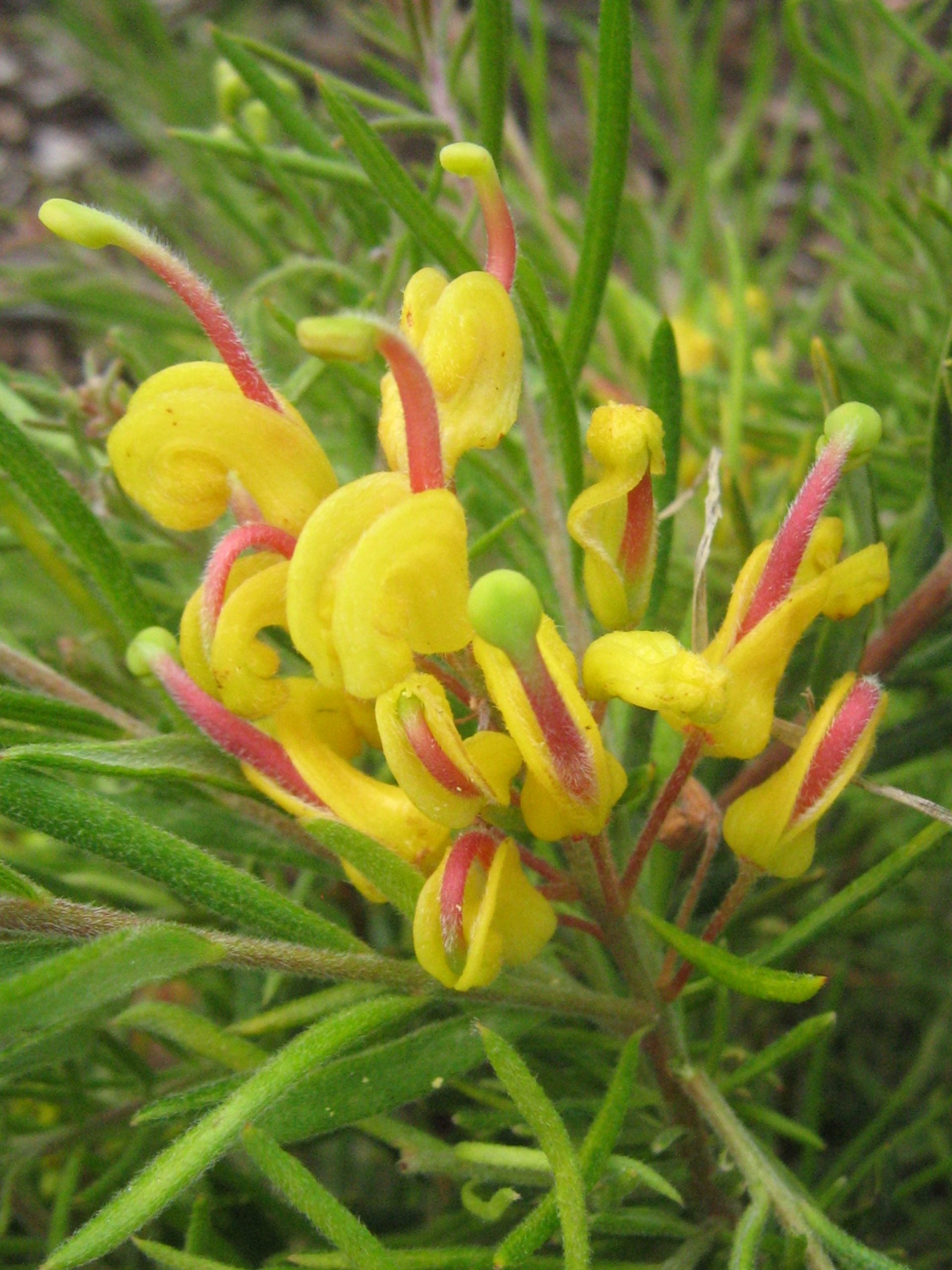Grevillea Gold Rush