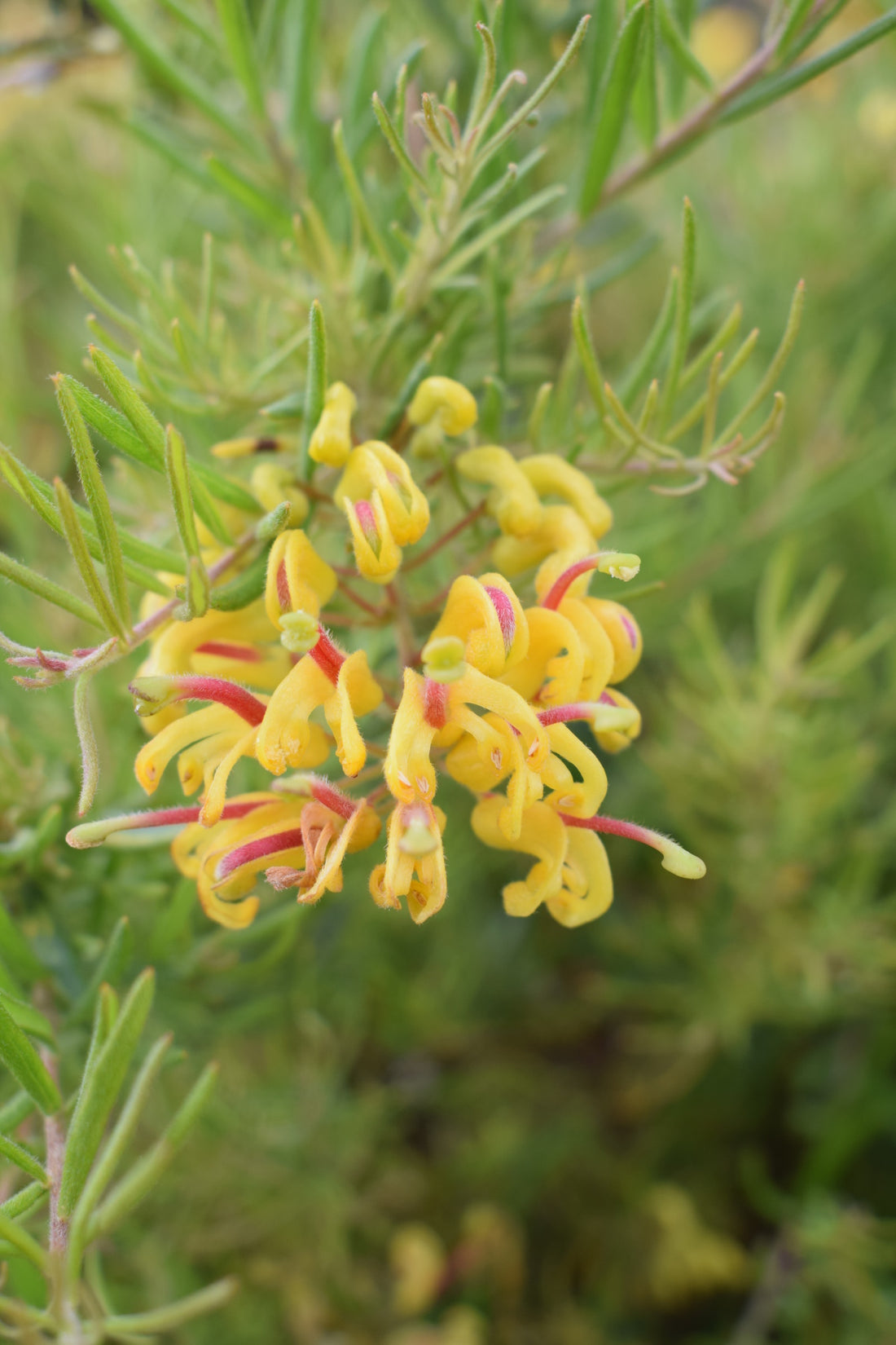 Grevillea Gold Rush - Ladybird Nursery
