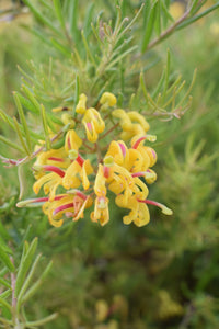 Grevillea Gold Rush