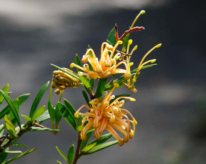 Grevillea Old Gold™ - Ladybird Nursery