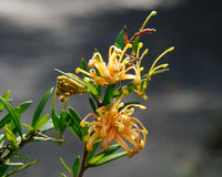 Grevillea Old Gold™