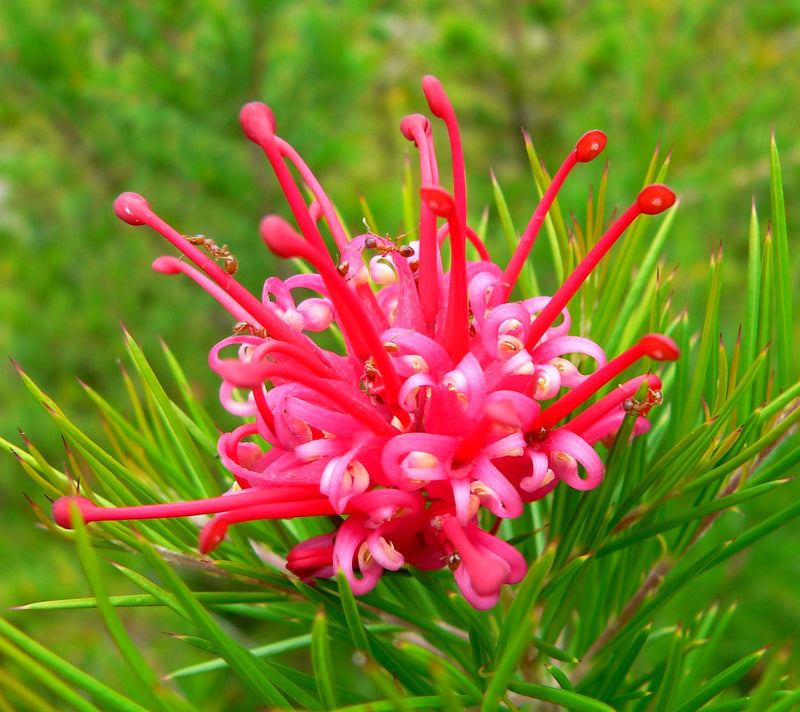 Grevillea Groundcovers