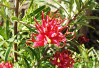 Grevillea Groundcovers