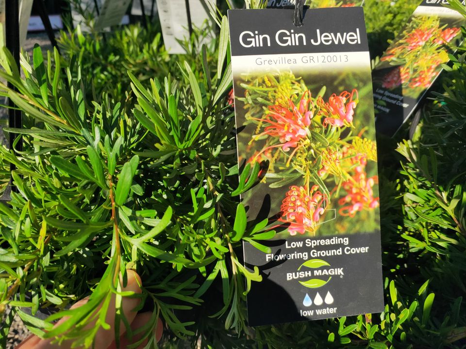 Grevillea Groundcovers