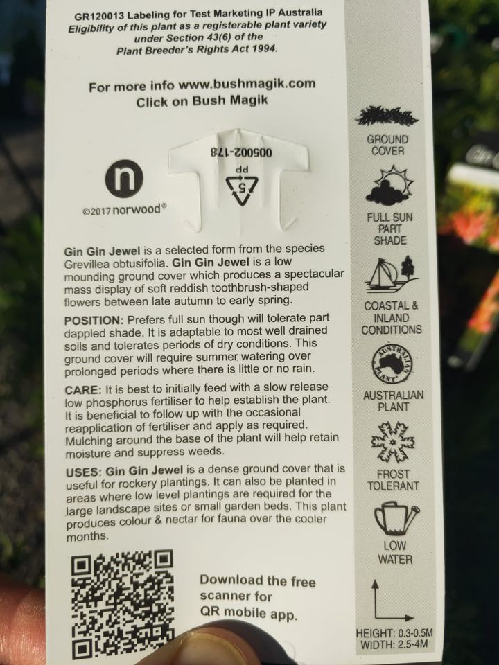 Grevillea Groundcovers