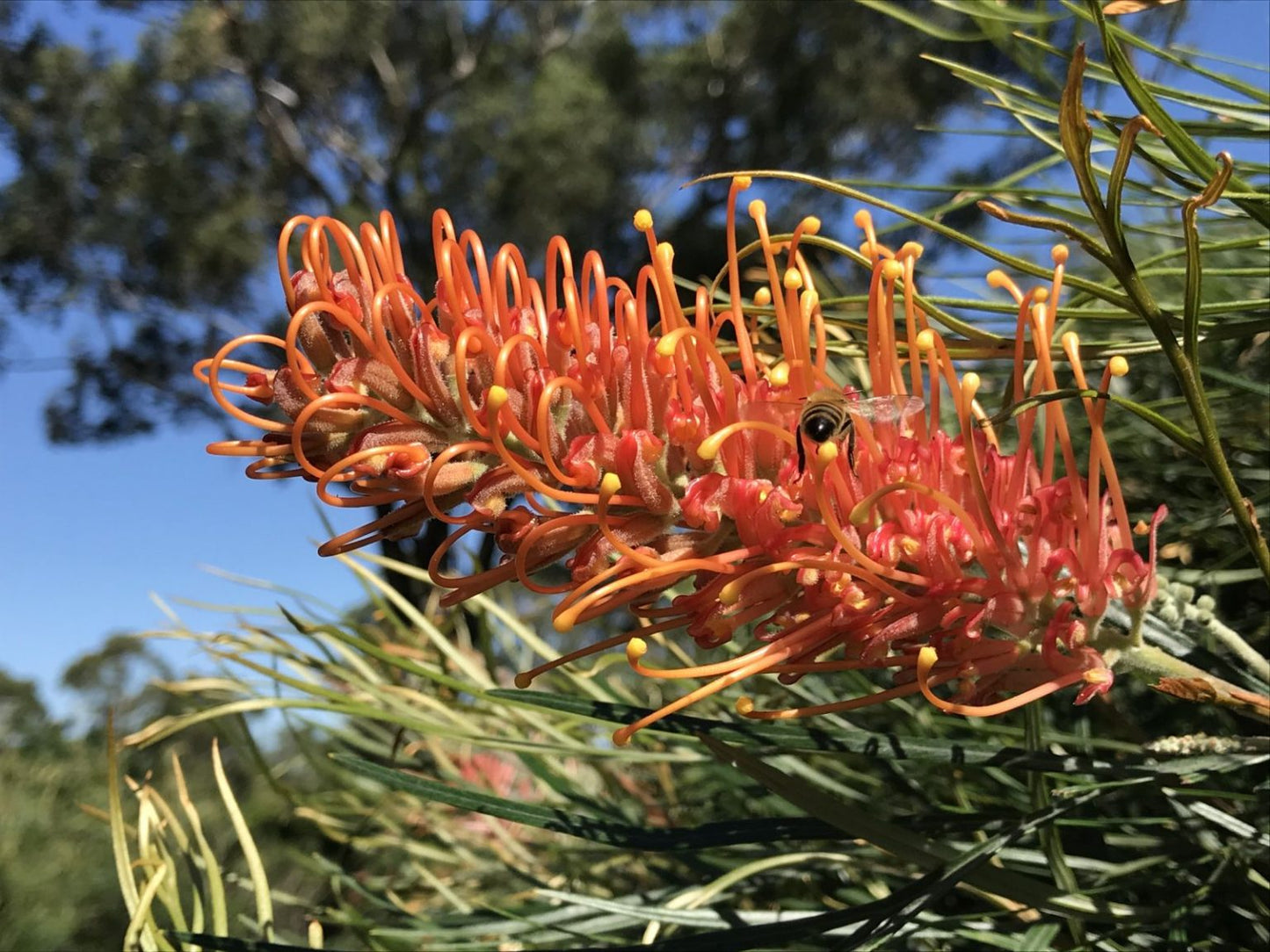 Grevillea Honey Barbara