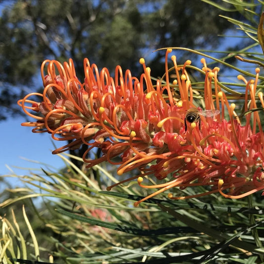 Grevillea Honey Barbara - Ladybird Nursery