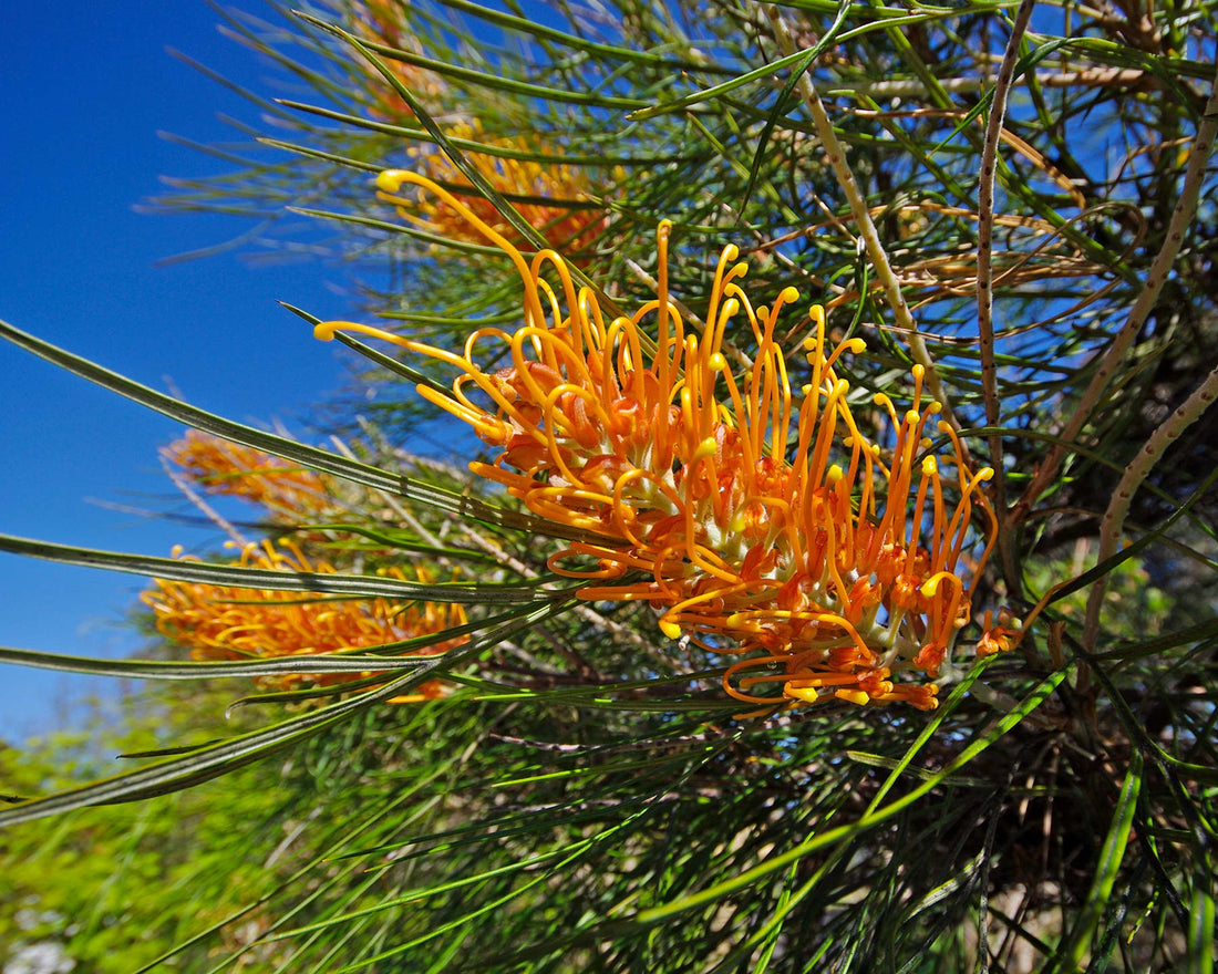 Grevillea 'Honey Gem' - Ladybird Nursery