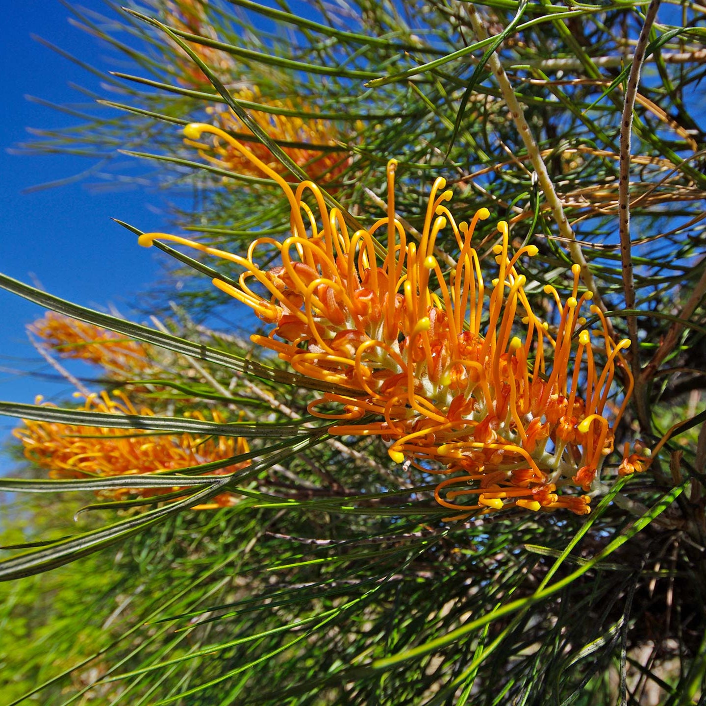 Grevillea 'Honey Gem' - Ladybird Nursery