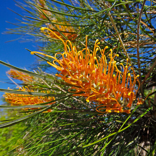Grevillea 'Honey Gem' - Ladybird Nursery