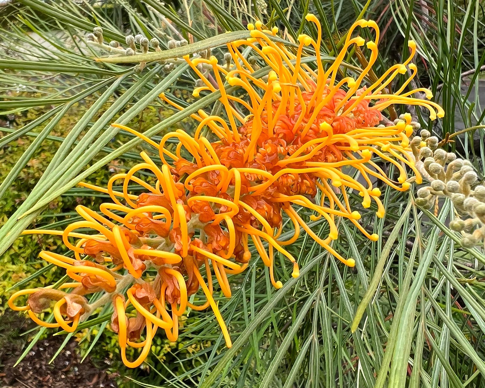 Grevillea 'Honey Gem' - Ladybird Nursery