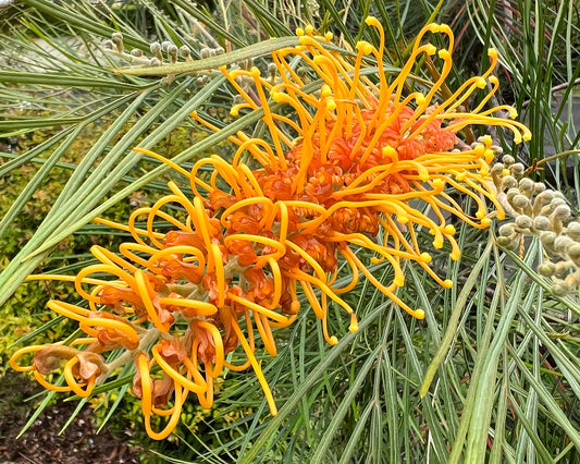Grevillea 'Honey Gem'