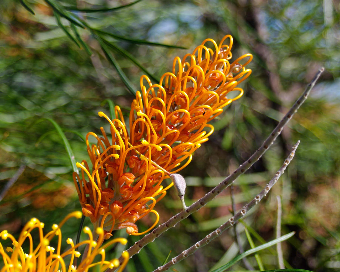 Grevillea 'Honey Gem' - Ladybird Nursery
