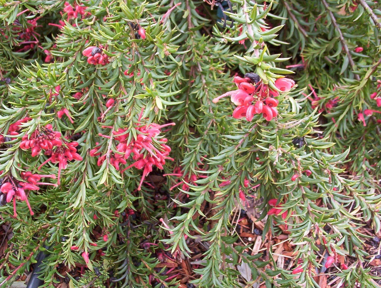 Grevillea John Evans - Ladybird Nursery