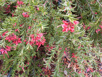 Grevillea John Evans