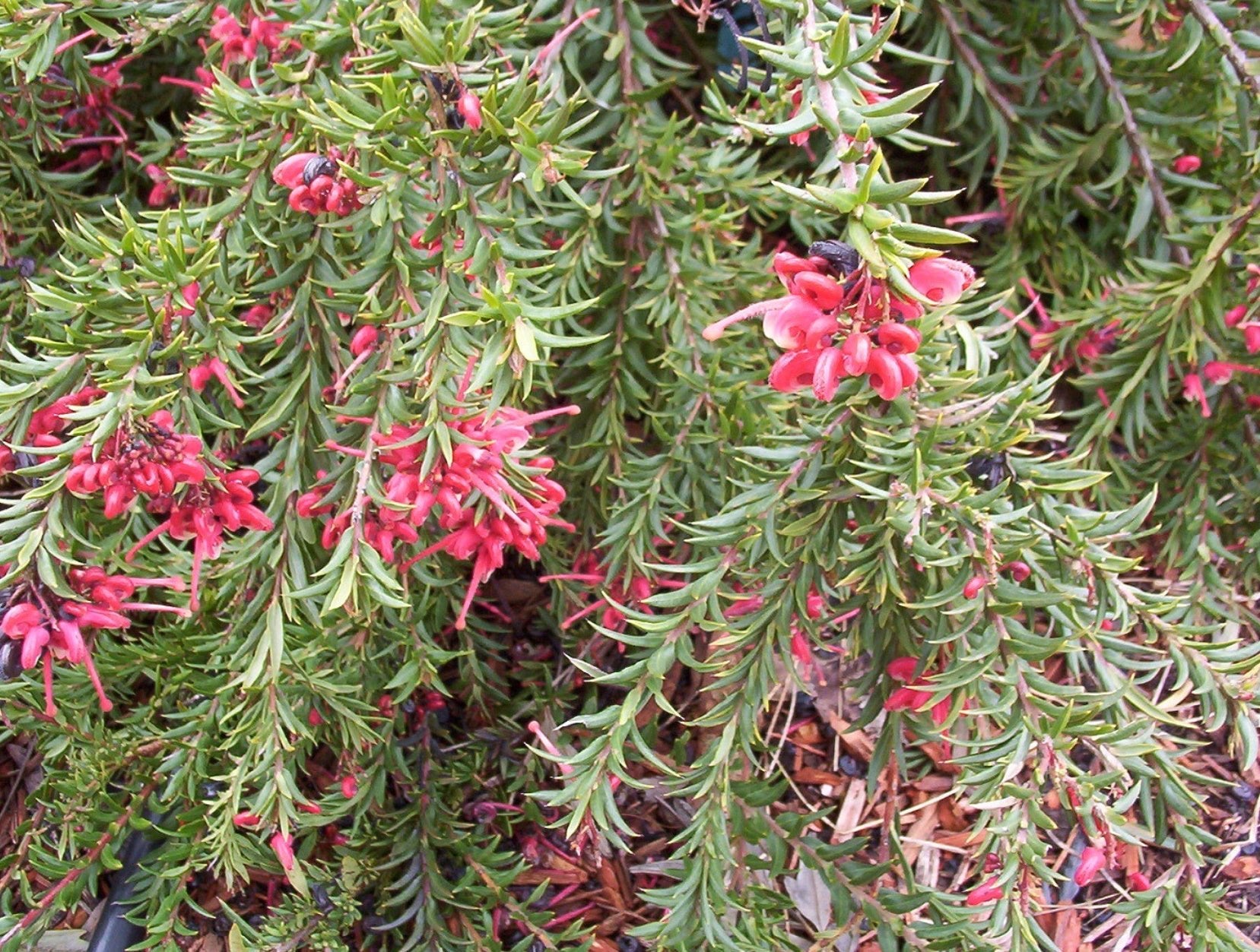 Grevillea John Evans - Ladybird Nursery