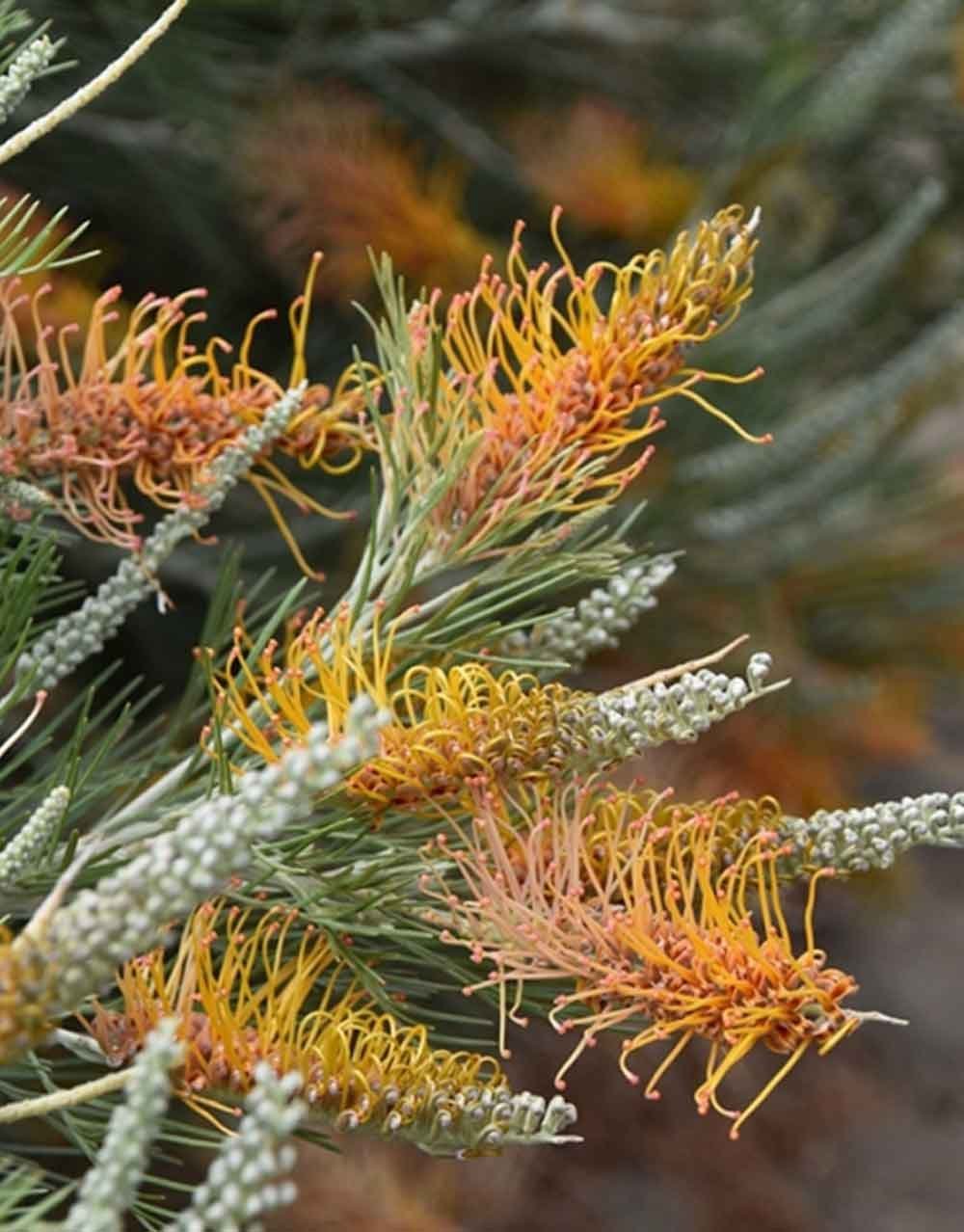 Grevillea Kimberley Moon - Ladybird Nursery