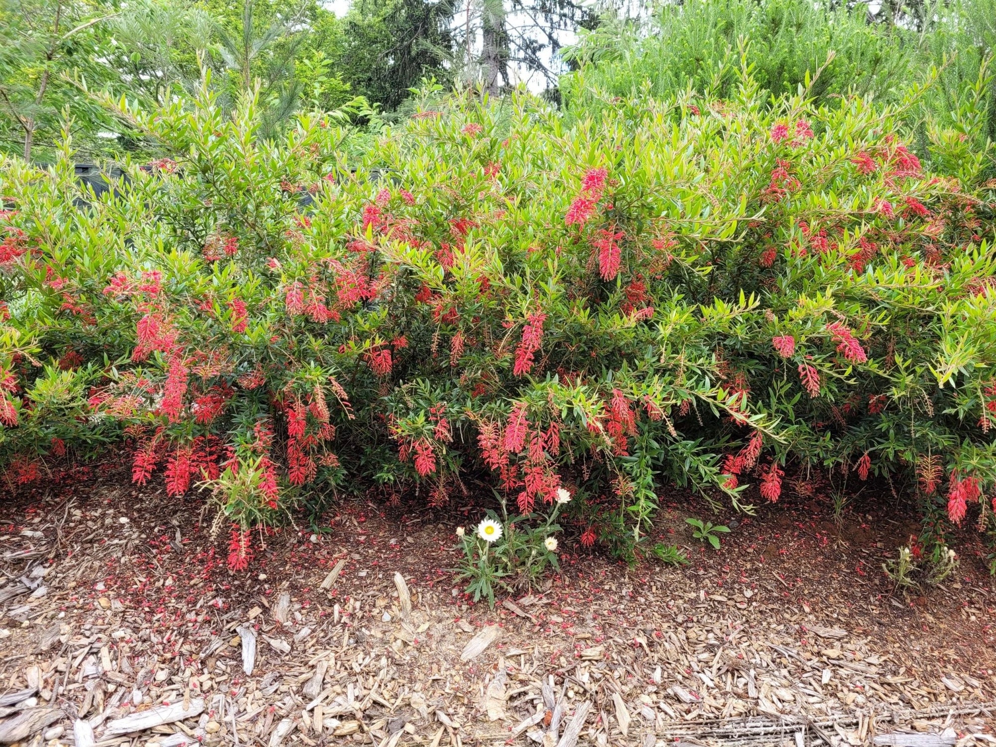 Grevillea Lady O - Ladybird Nursery