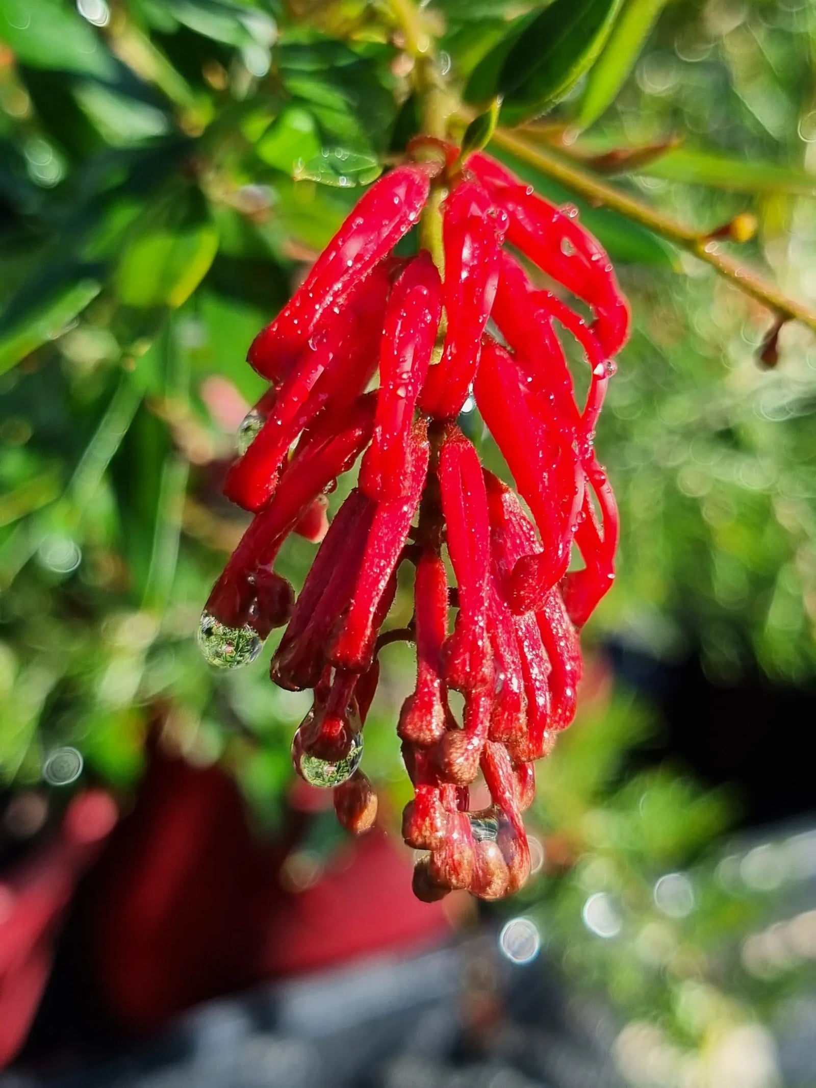 Grevillea Lady O - Ladybird Nursery