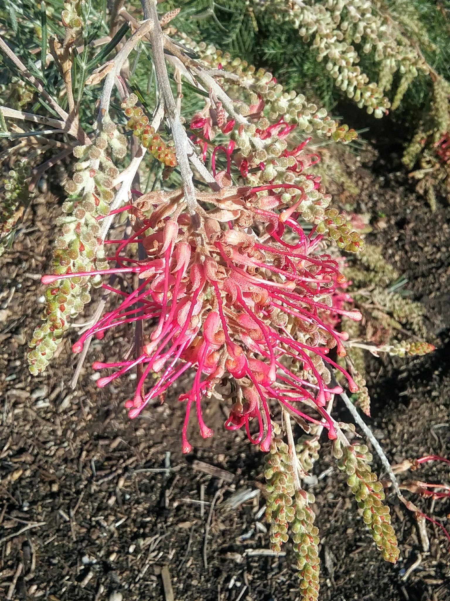 Grevillea Lana Maree - Ladybird Nursery