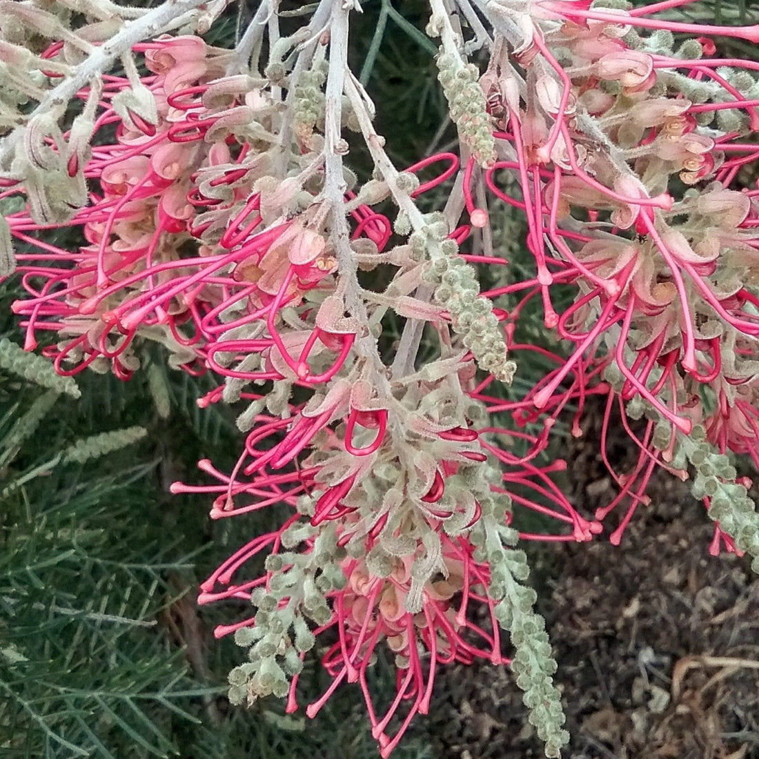 Grevillea Lana Maree - Ladybird Nursery