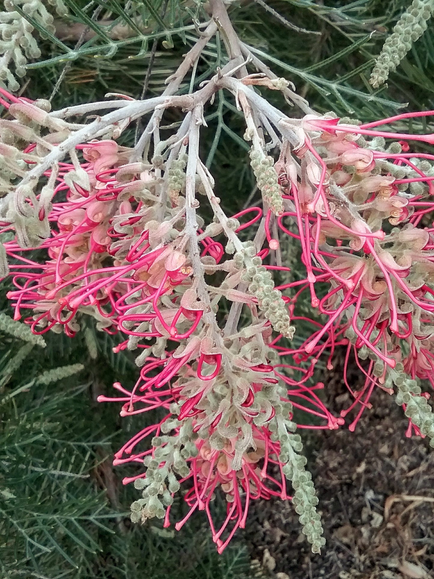 Grevillea Lana Maree