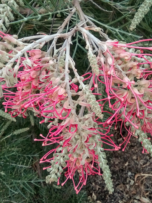 Grevillea Lana Maree