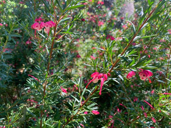 Grevillea Lilliane - Ladybird Nursery