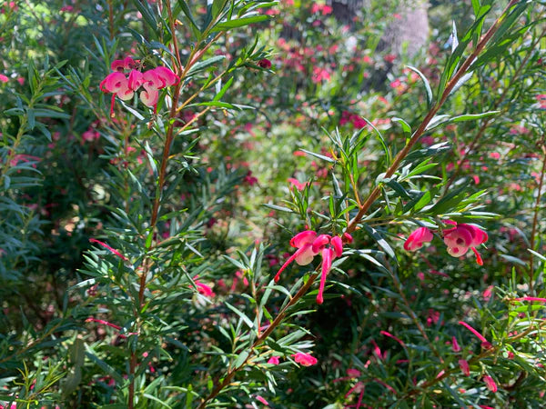Grevillea Lilliane