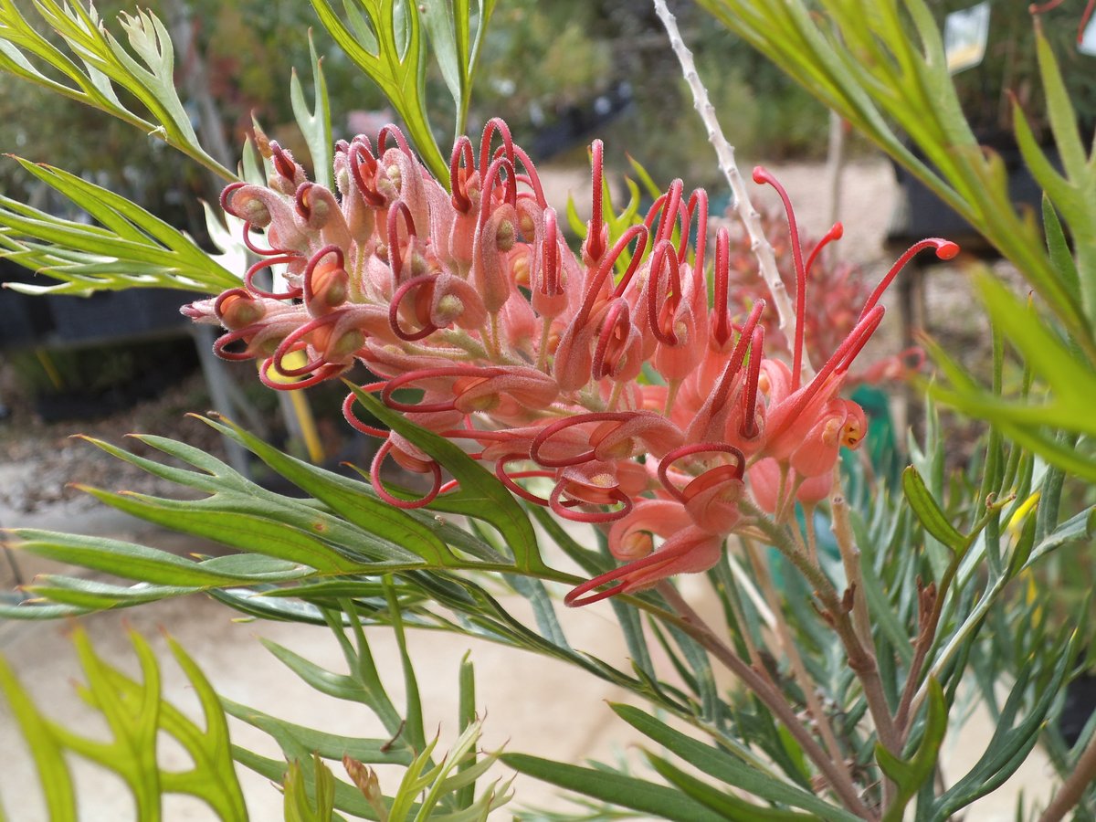 Grevillea Little Robyn