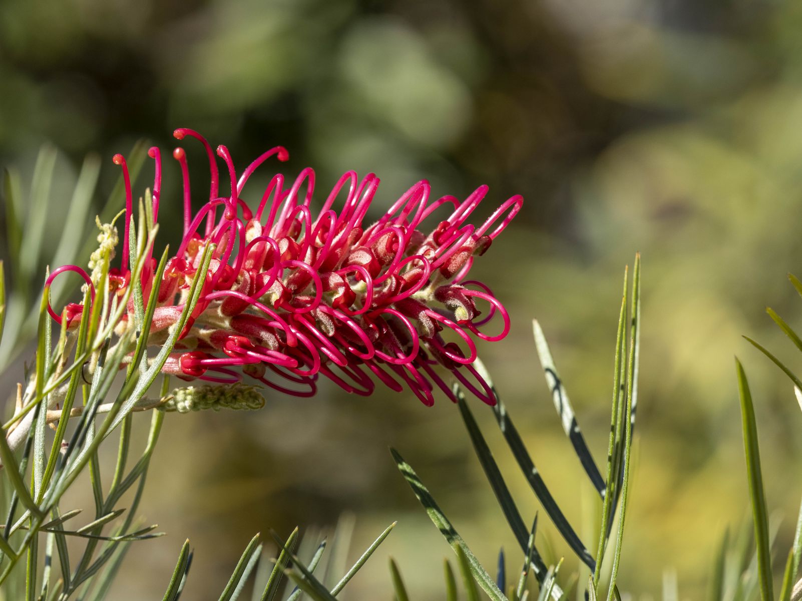 Grevillea 'Lollypops' - Ladybird Nursery