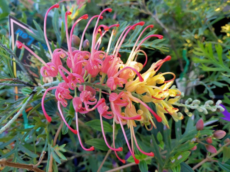 Grevillea 'Loopy Lou' - Ladybird Nursery