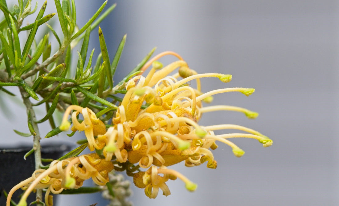 Grevillea Molonglo (Grevillea juniperina) - Ladybird Nursery