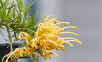 Grevillea Molonglo (Grevillea juniperina)