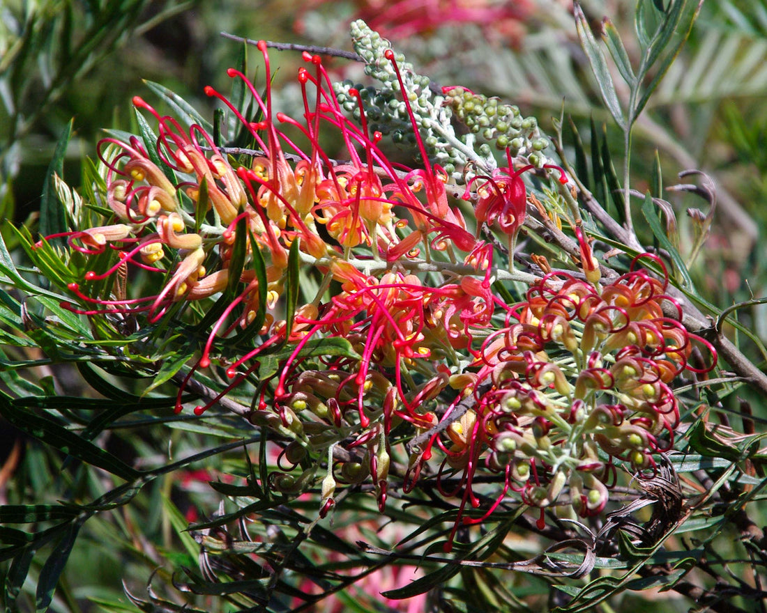 Grevillea Ned Kelly - Ladybird Nursery