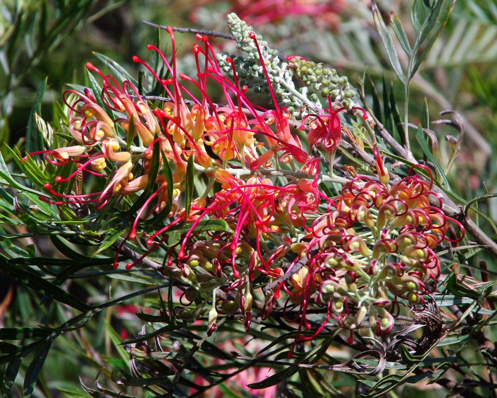 Grevillea Ned Kelly - Ladybird Nursery