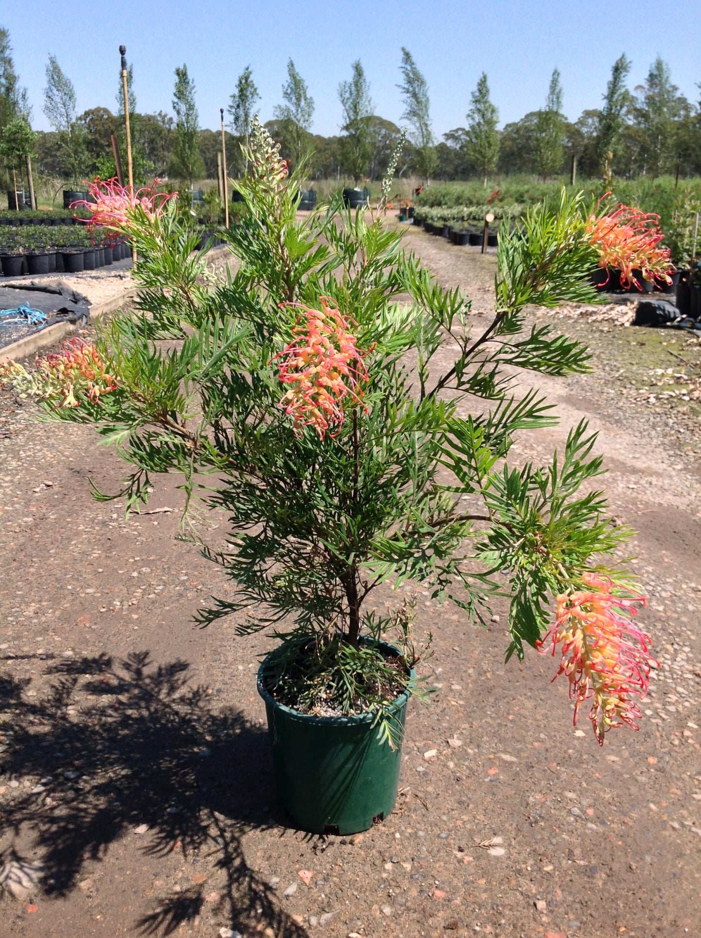 Grevillea Ned Kelly