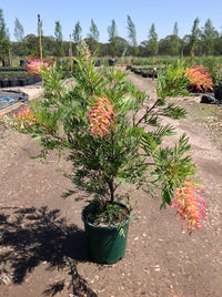 Grevillea Ned Kelly - Ladybird Nursery