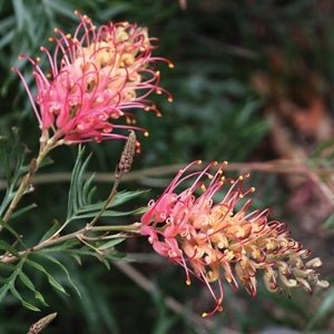 Grevillea Showtime - Ladybird Nursery
