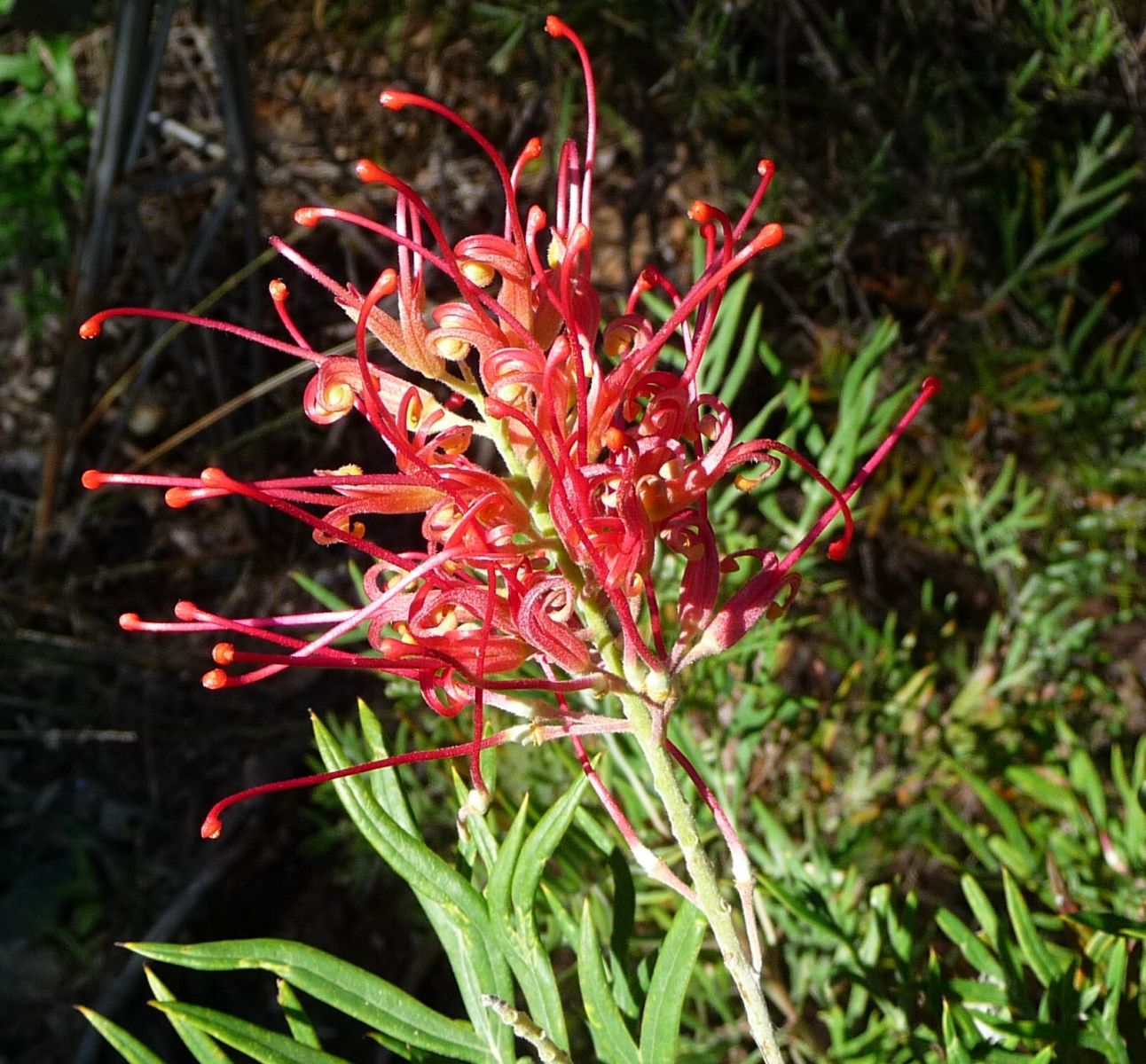 Grevillea Ned Kelly - Ladybird Nursery
