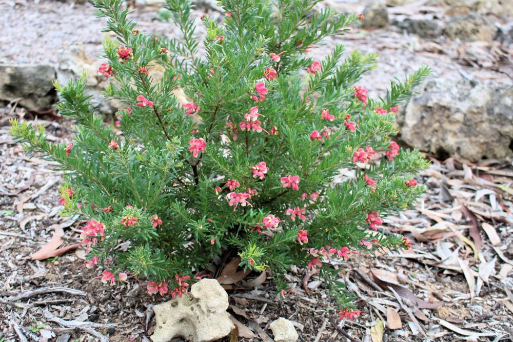 Grevillea Pink Pixie (Grevillea rosmarinifolia) - Ladybird Nursery