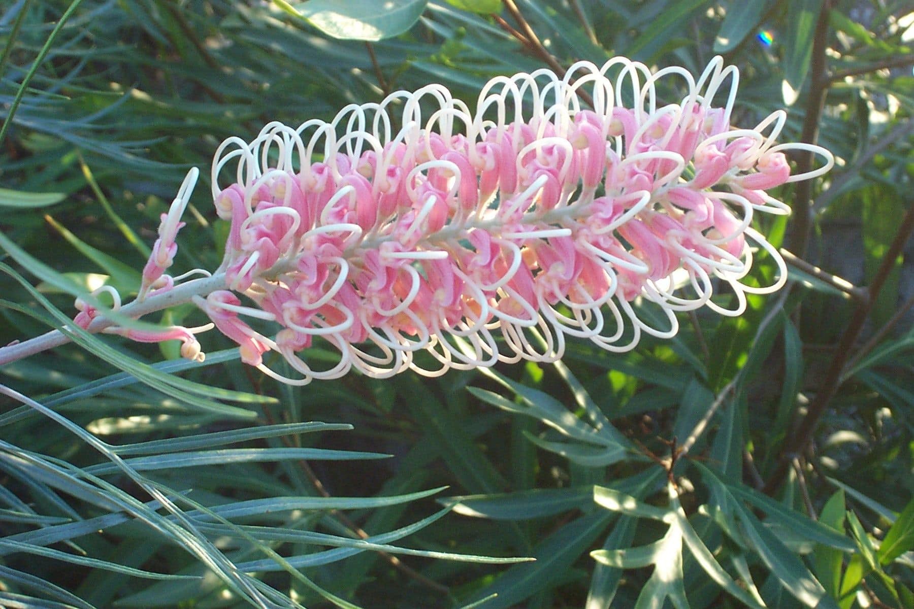 Grevillea Pink Surprise - Ladybird Nursery