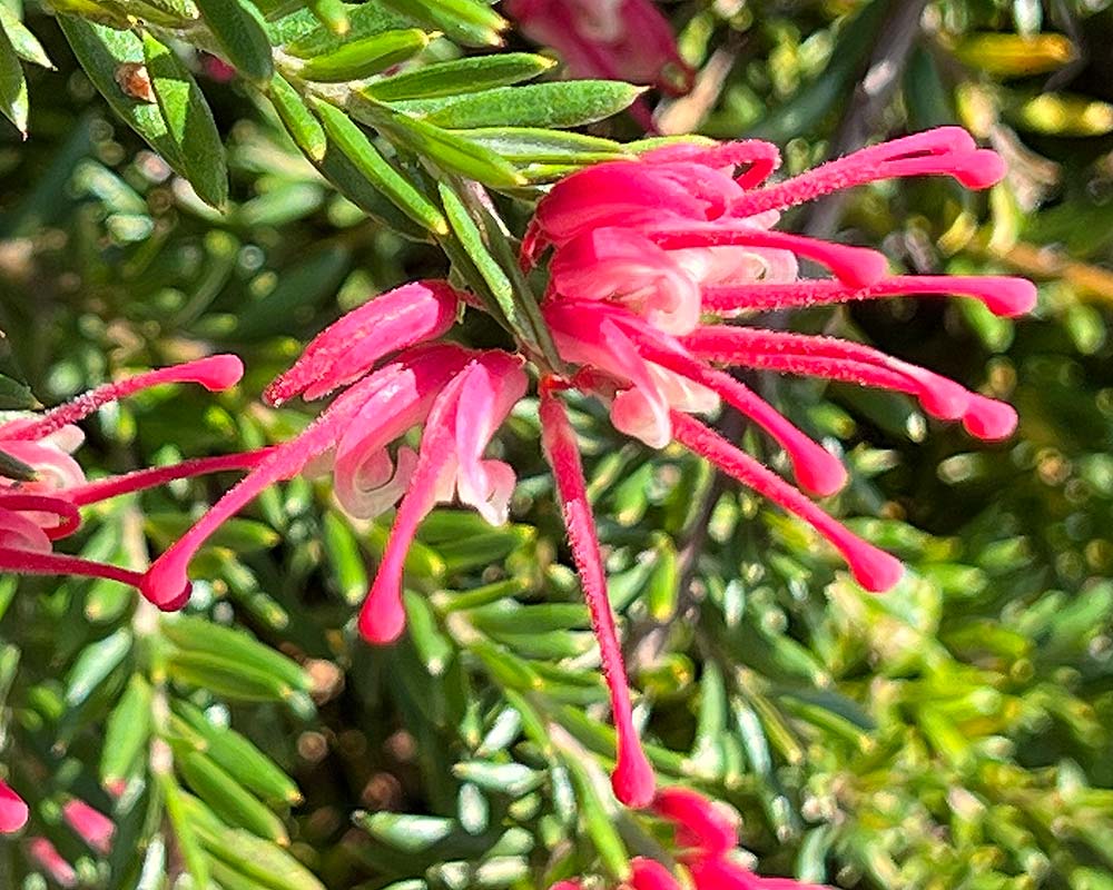 Dwarf Grevillea 'Raspberry Ripple' Plant – Buy Now! – Ladybird Nursery