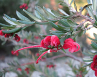 Grevillea Red Clusters