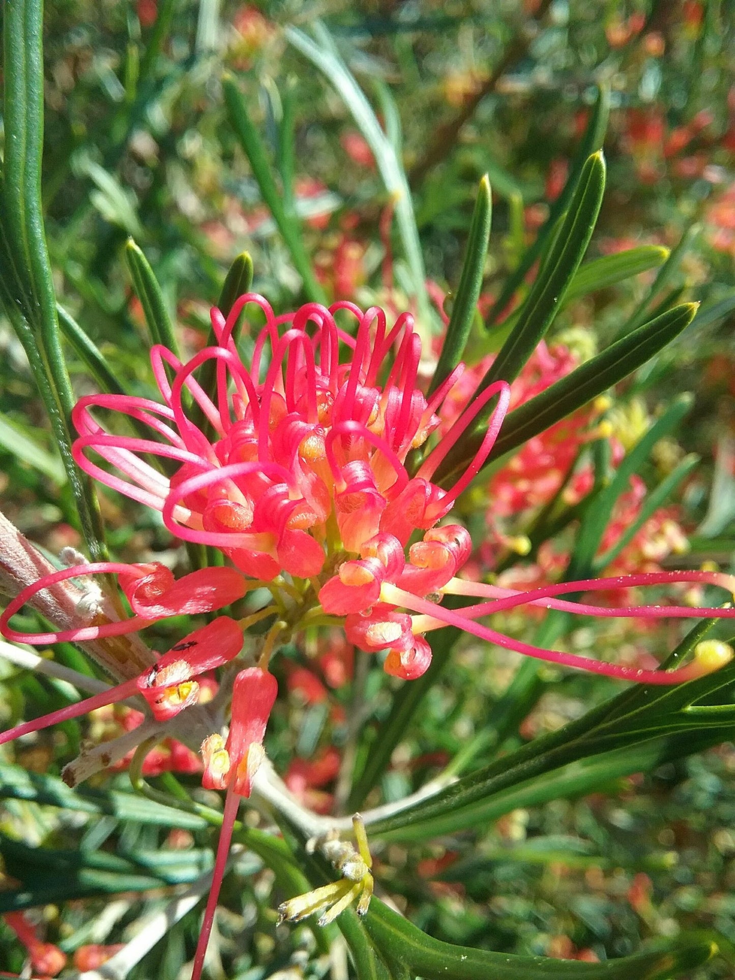Grevillea Red Sunset