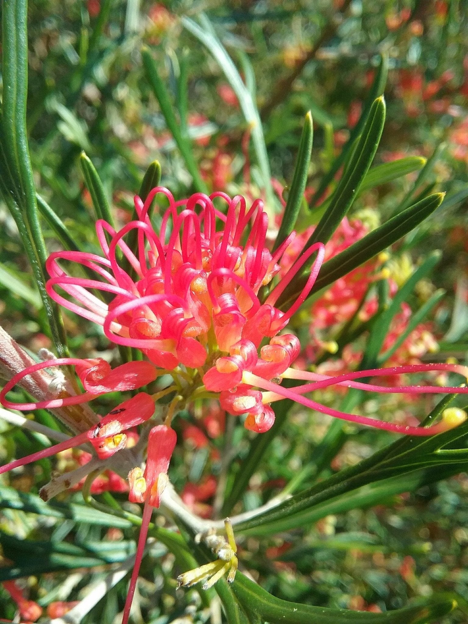 Grevillea Red Sunset - Ladybird Nursery