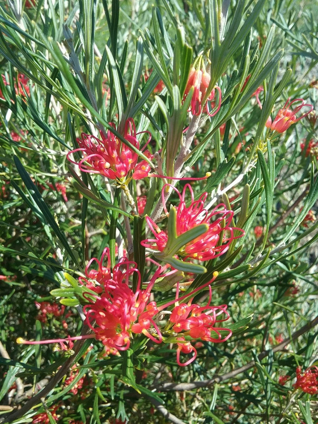 Grevillea Red Sunset - Ladybird Nursery